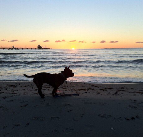 Hund am Strand bei Sonnenuntergang und Seebrücke im Hintergrund