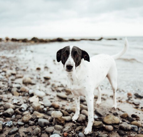 Hund steht am steinigen Strand